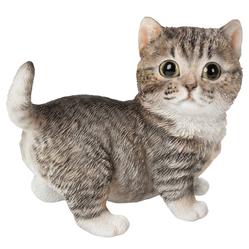 右向きマンチカンブラウン