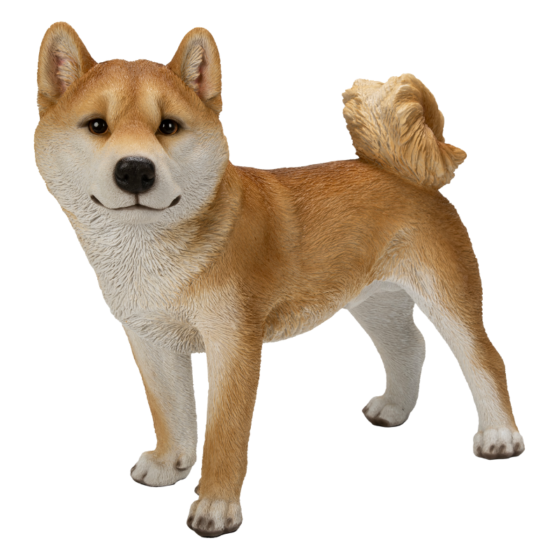 左向きに立つ柴犬(大)