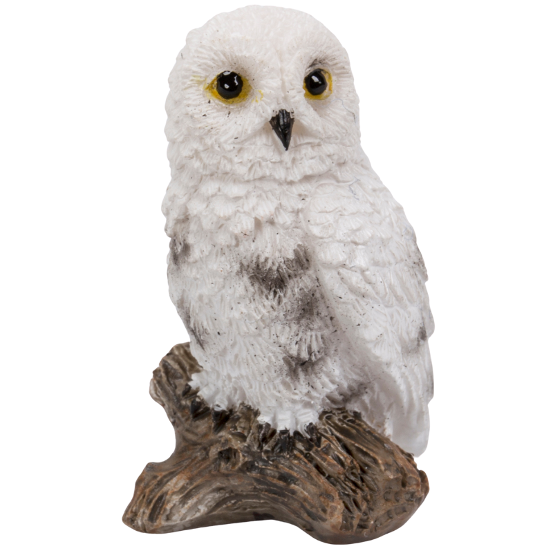  シロフクロウ　オウル　owl フクロウ生活163週目(2025.2.23.sun) 謎の遊び🦉 #シロフクロウ