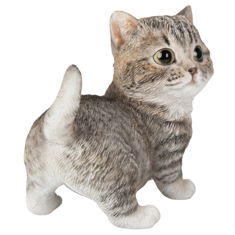 右向きマンチカンブラウン
