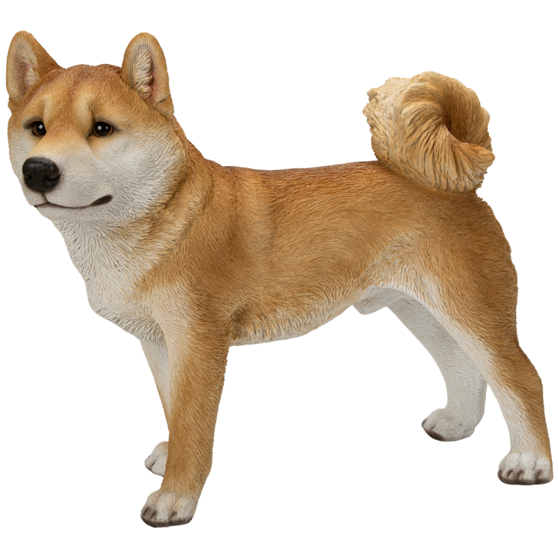 左向きに立つ柴犬(大)