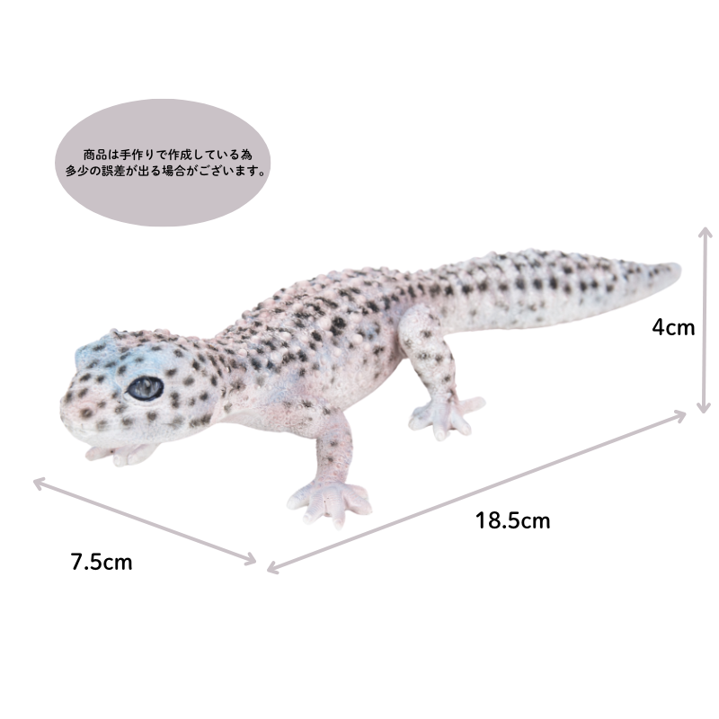 ヒョウモントカゲモドキ 黒白