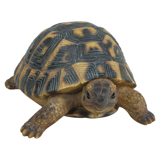 ヘルマンリクガメ
