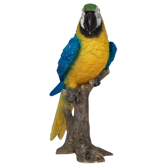 ミニコンゴウインコ ブルー