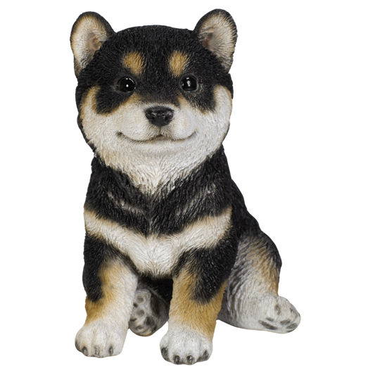 黒柴犬(中)