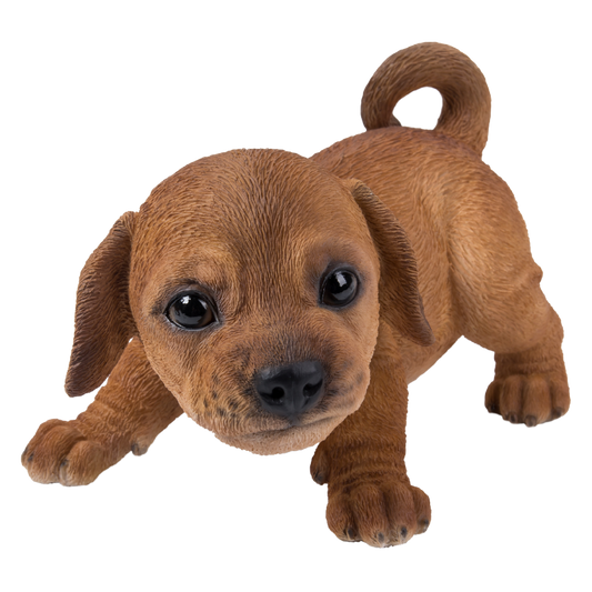 かまえるダックスフンドの子犬