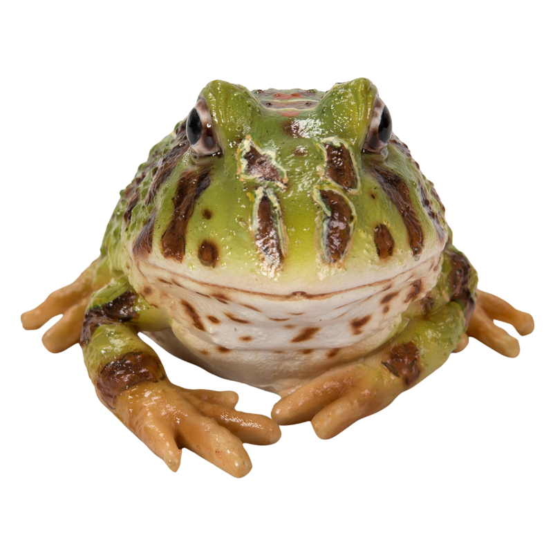 寝そべるツノガエル 緑