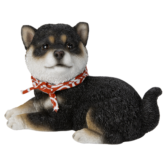 横座り豆黒柴犬