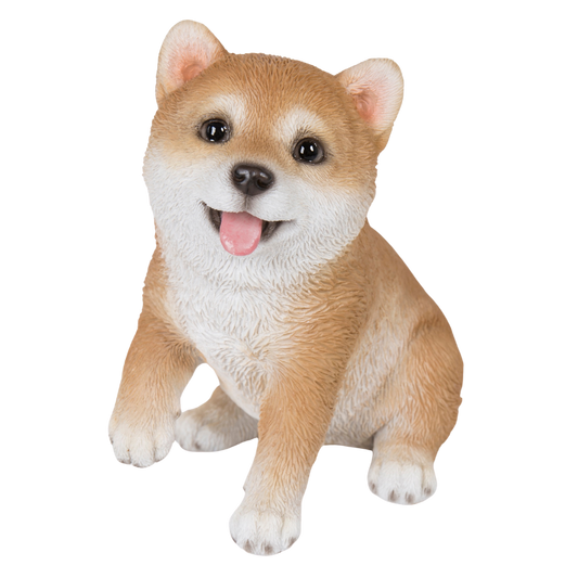 見上げるお座り柴犬