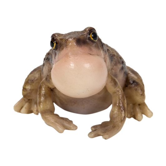 喉を膨らますヒメアマガエル クリップホルダー