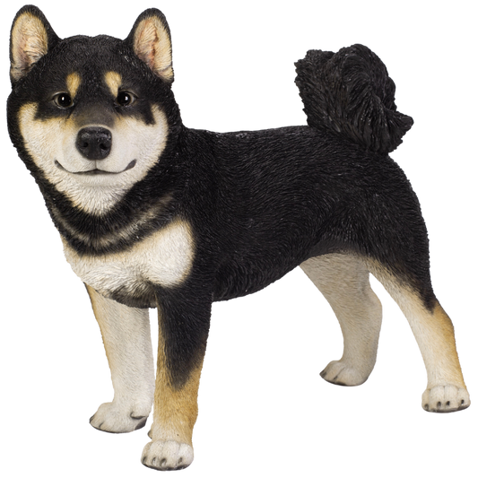 左向きに立つ黒柴犬(大)