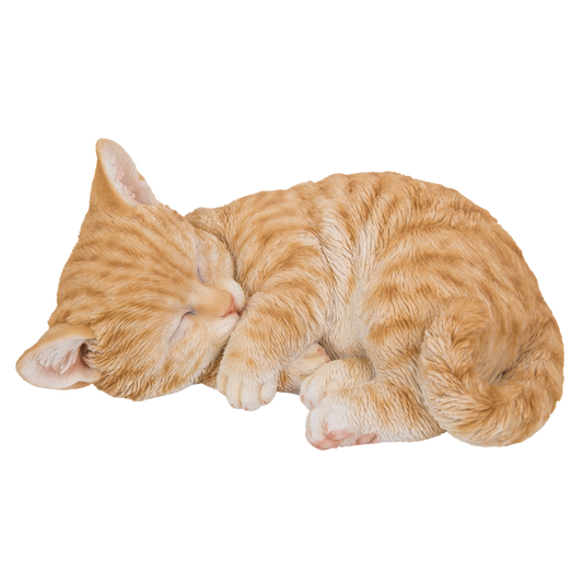 アンモニャイト　茶トラ猫