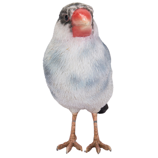 桜文鳥