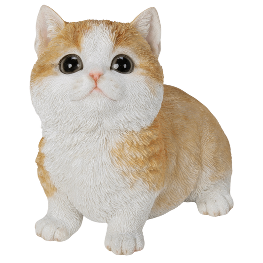 お座りマンチカン茶ぶち