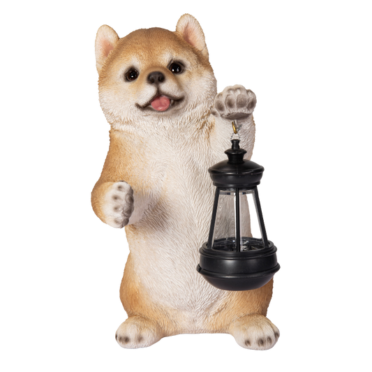 ソーラーランプを左手で持ち上げる柴犬