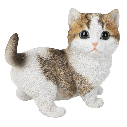 右向きマンチカン茶ぶち