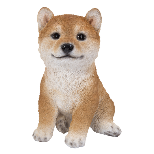 柴犬（中）