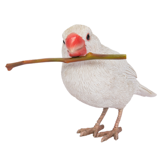 白文鳥