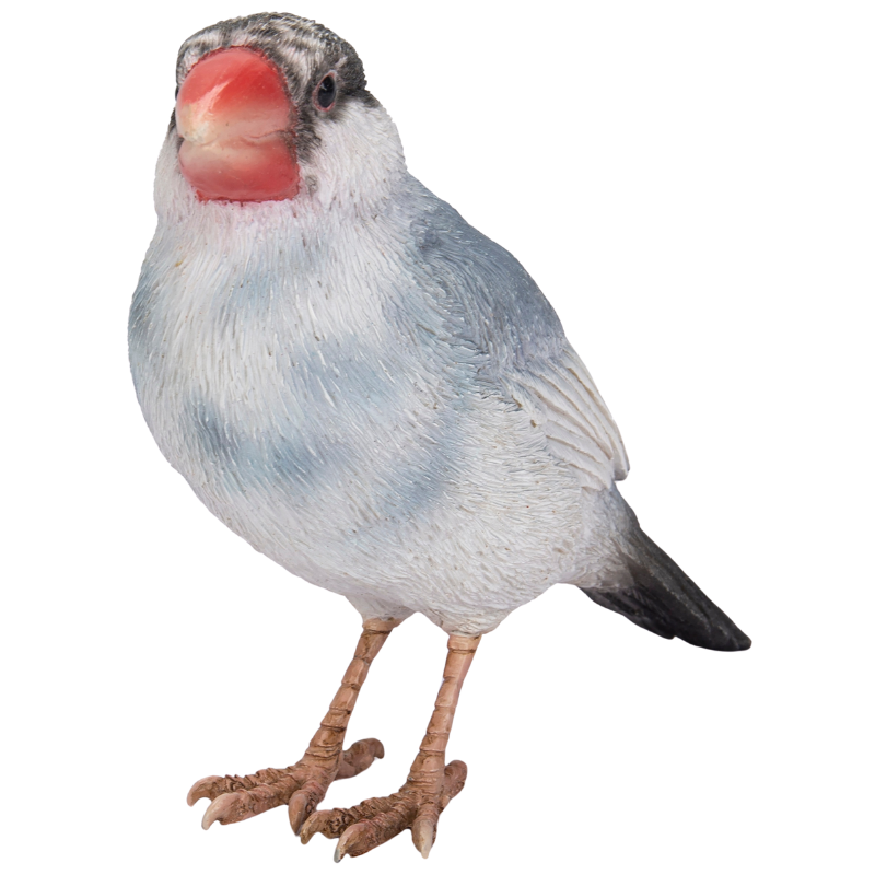 リクエストNO.2530☆文鳥 野鳥5点セット 桜文鳥 - 文鳥ロード リクエストNO.2530☆文鳥 野鳥5点セット 桜文鳥 - 文鳥ロード