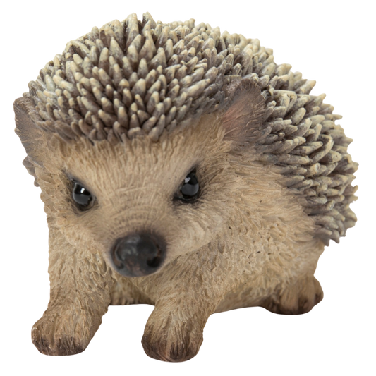 ハリネズミの赤ちゃん