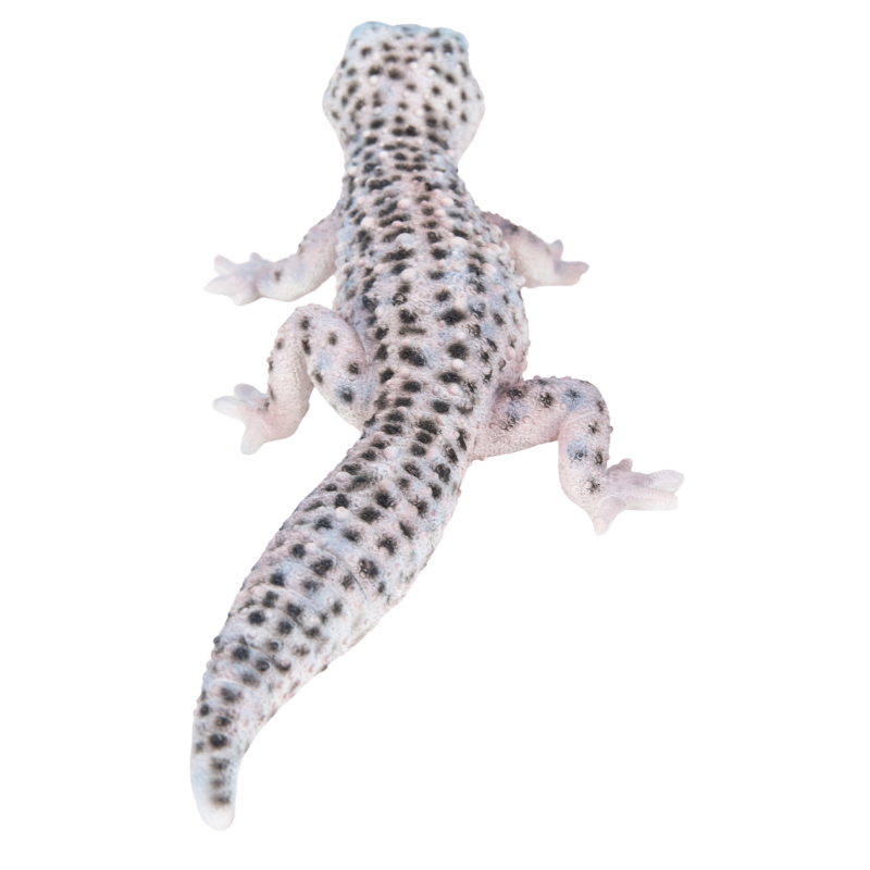 ヒョウモントカゲモドキ 黒白