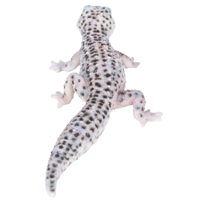 ヒョウモントカゲモドキ 黒白