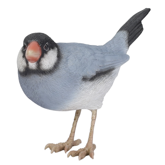 ノーマル文鳥