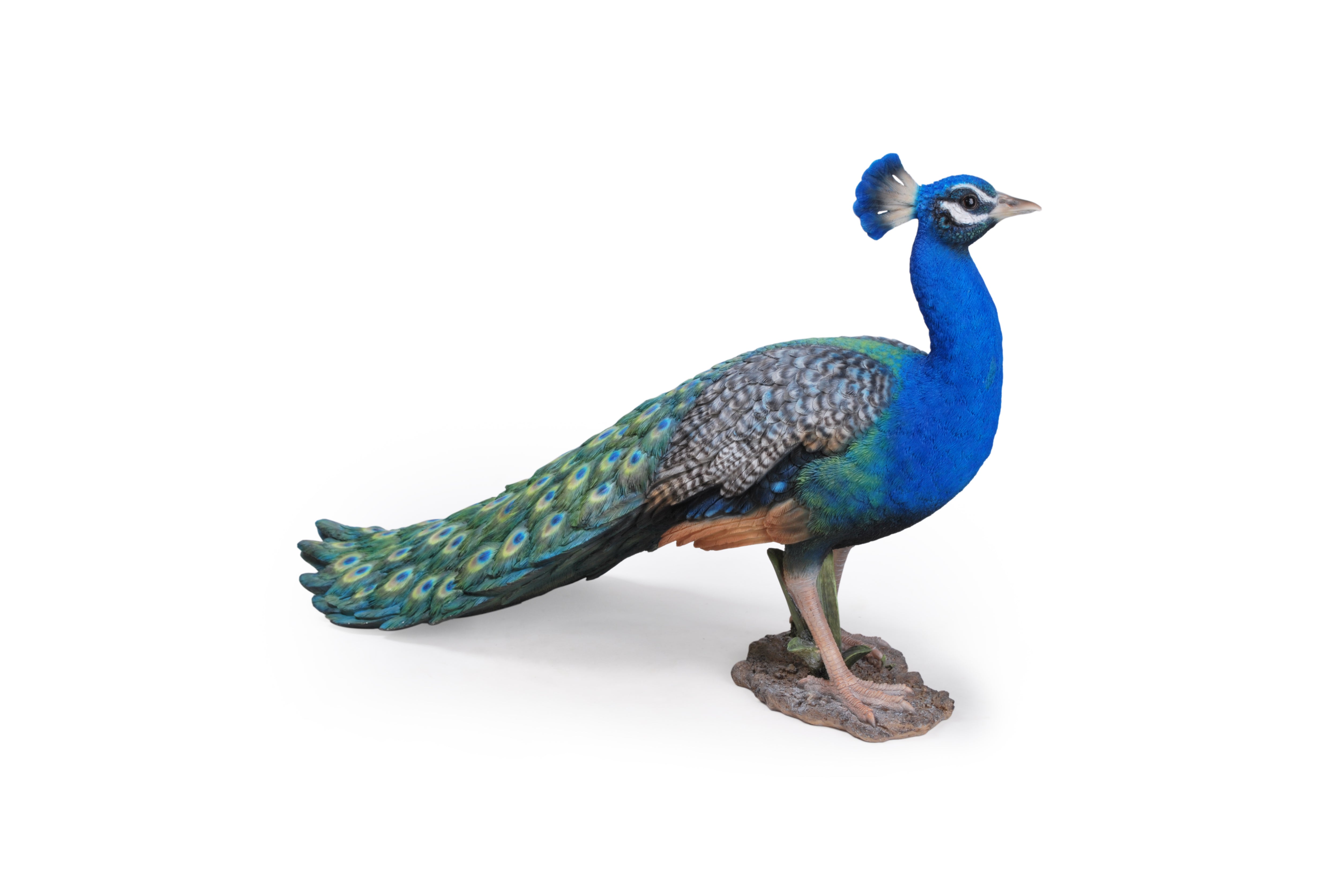 クジャク（特大）｜WooBia公式オンラインショップ – WooBia（ウービア