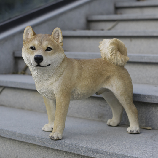 左向きに立つ柴犬（大）