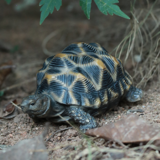 ホシガメ