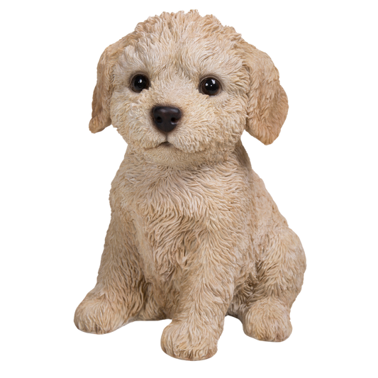 お座りプードル子犬