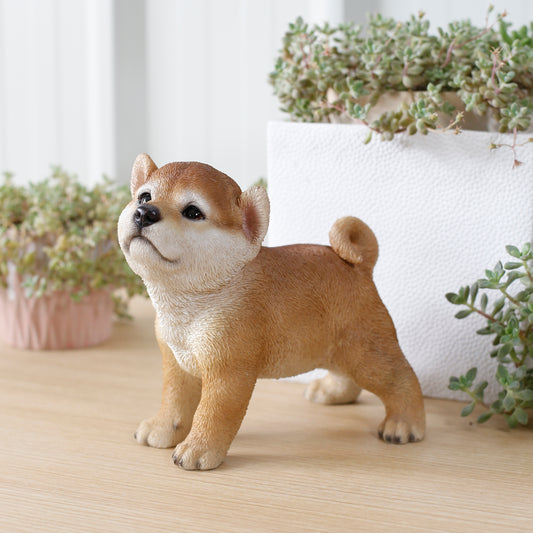 上向き秋田犬