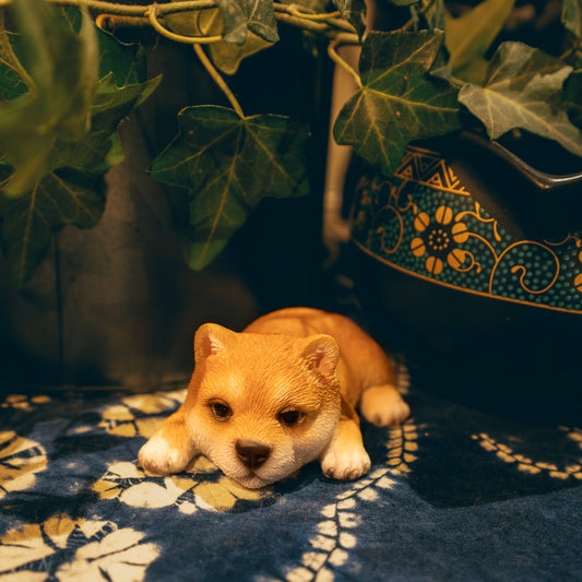 うつぶせ柴犬