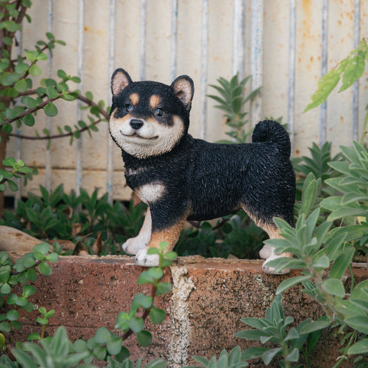 横向き黒柴犬