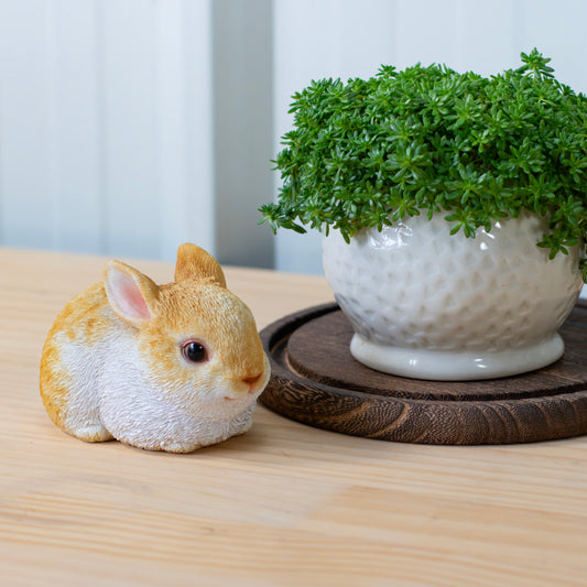 しゃがむウサギ