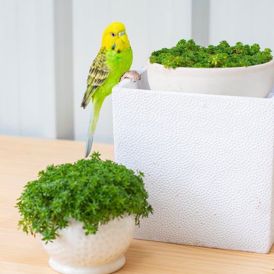 縁飾り　黄緑セキセイインコ